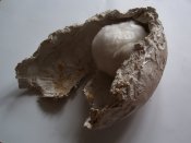 PLOD, 2006, sádra, papír, vata, cca 30x30x15 cm